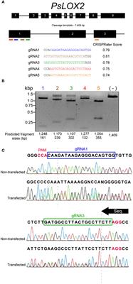 CRISPR/Cas9-mediated lipoxygenase gene-editing in yellow pea leads to major changes in fatty acid and flavor profiles